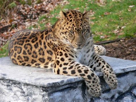 Amour, Te Ferai Disparaître 2025